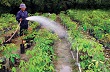 “Hy vọng xanh” từ cây cao su